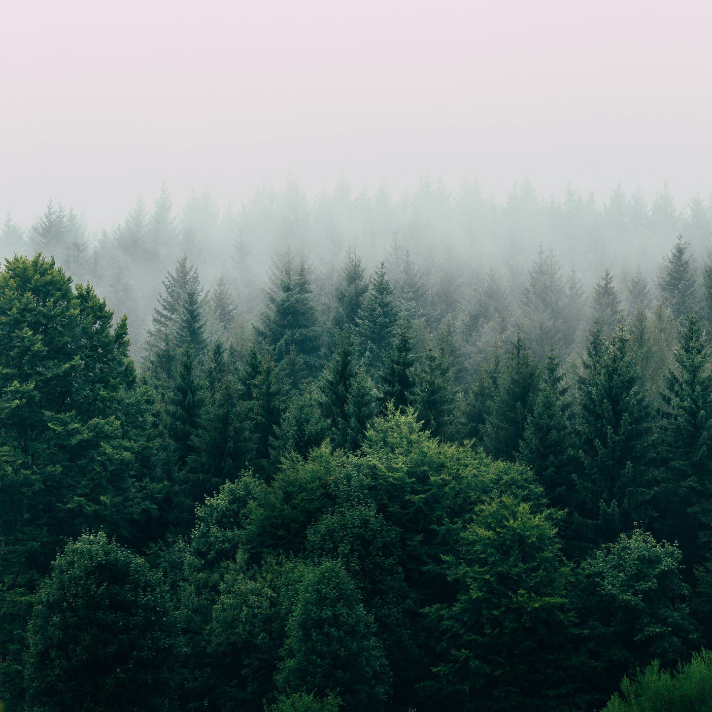 KRAIVE Solid Perfume Balm - Cold Mountain Forest